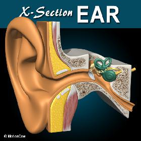 Ear X-Section